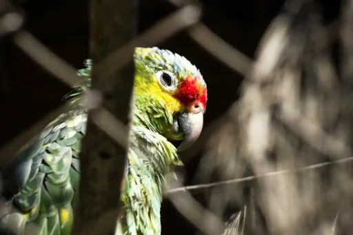 Red-lored parrot