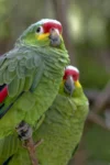 Red-lored parrots