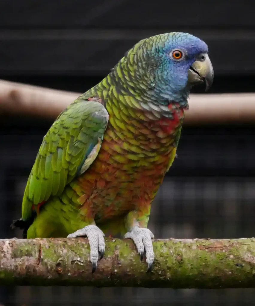 Saint Lucia Amazon