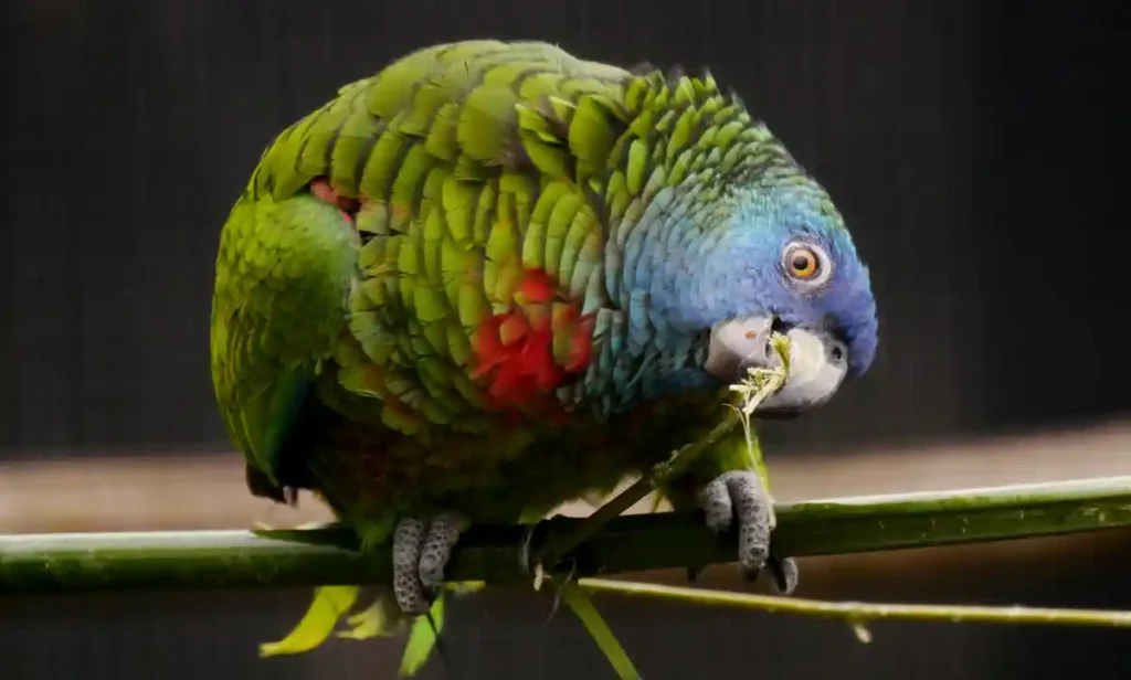 St. Lucia parrot