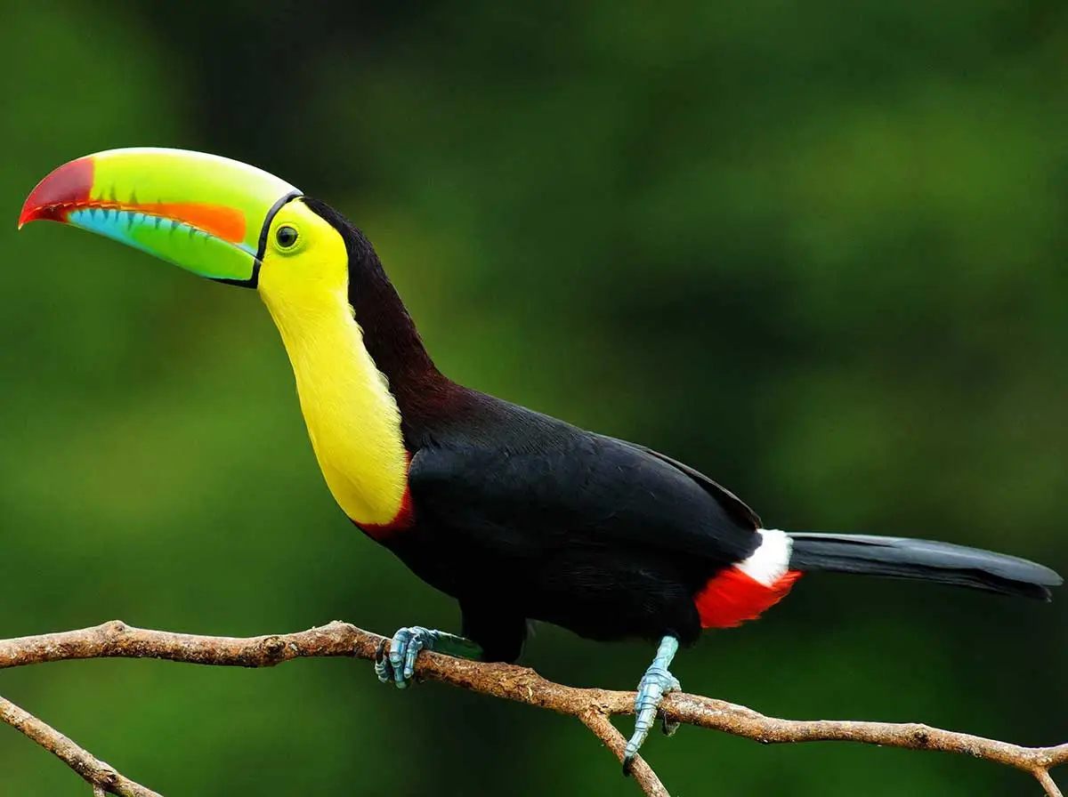 Sulfur-breasted toucan showing distinctive yellow chest and black plumage