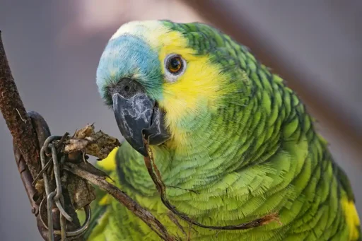 Turquoise-fronted amazon