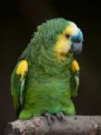 Turquoise-fronted parrot