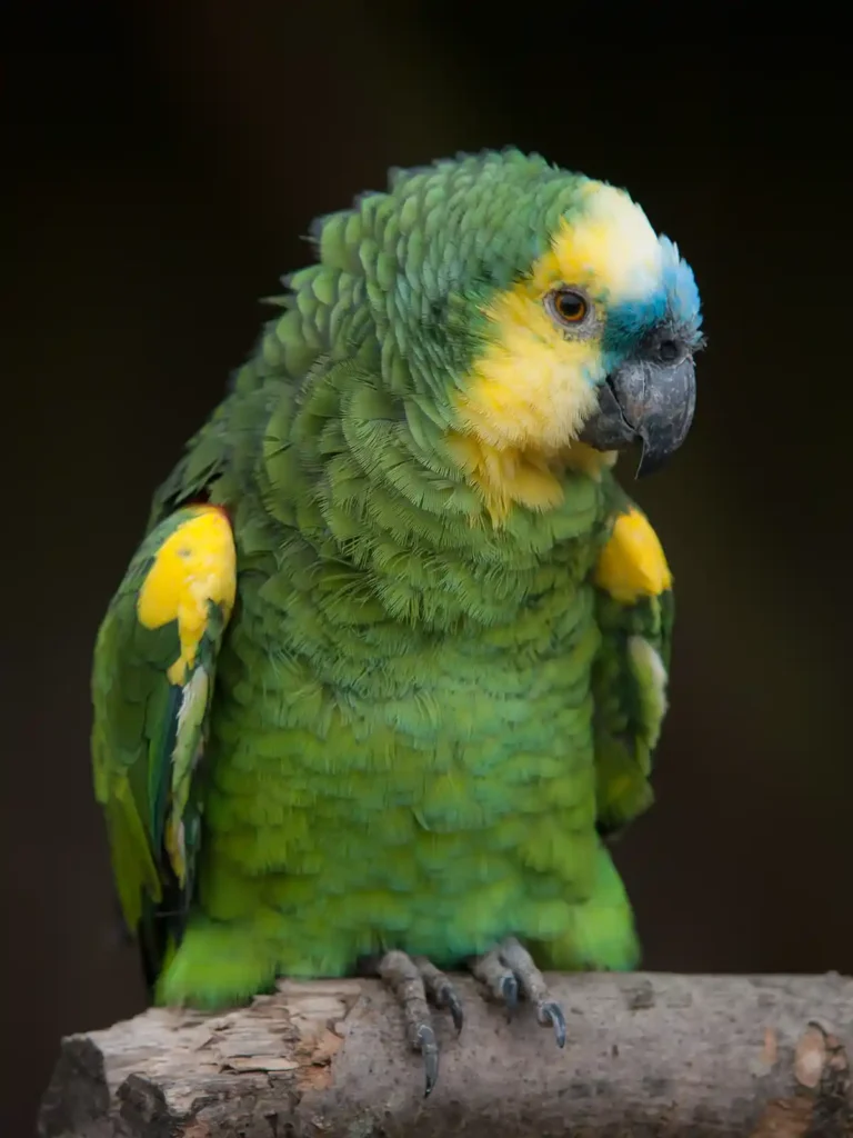 Turquoise-fronted parrot