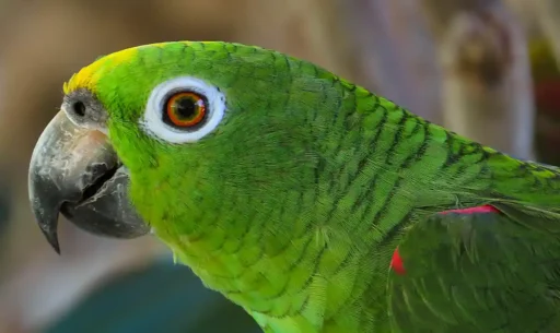 Yellow-crowned amazon