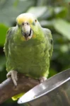 Yellow-crowned amazon