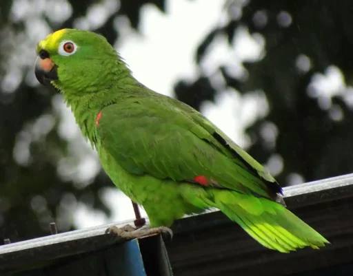 Yellow-crowned parrot