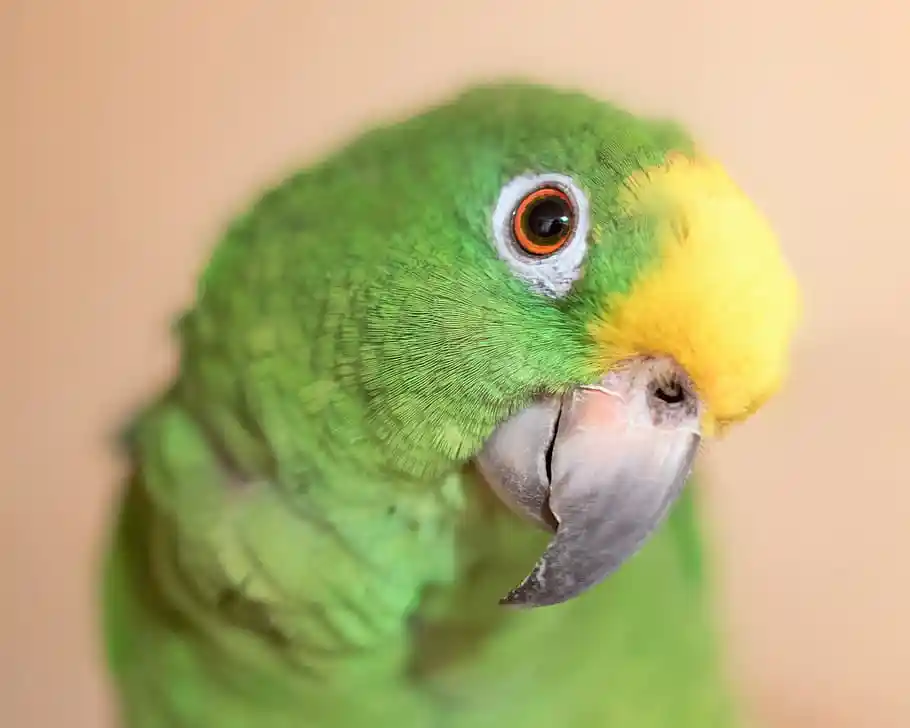 Yellow-crowned parrot