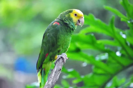 Yellow-headed amazon