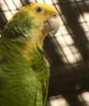 Yellow-headed amazon parrot