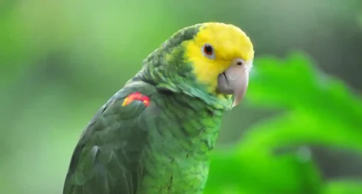 Yellow-headed parrot