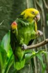 Yellow-headed parrot