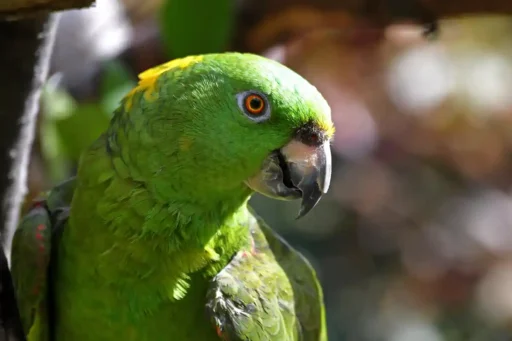 Yellow-naped amazon