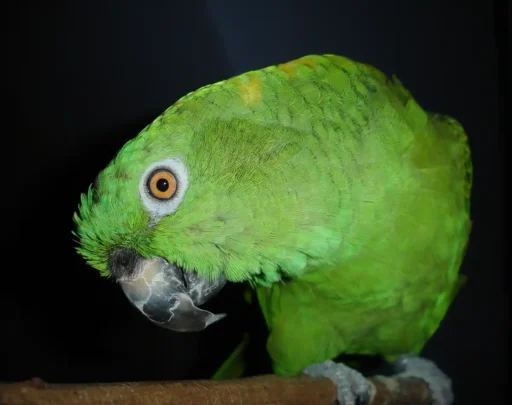 Yellow-naped amazon parrot