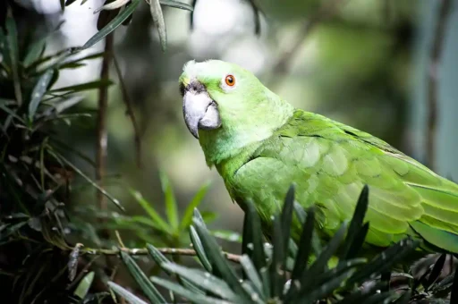 Yellow-naped amazon