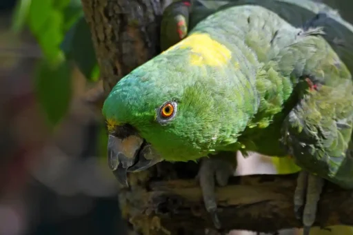 Yellow-naped parrot