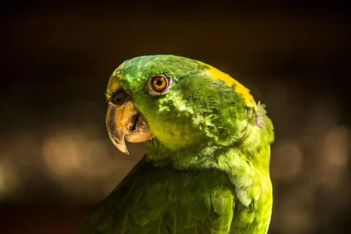 Yellow-naped parrot