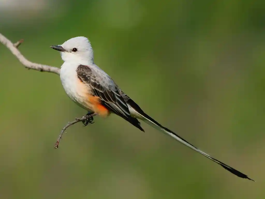 Scissor-tailed flycatcher