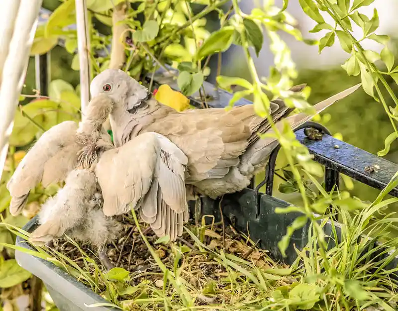 Turtledoves chicks