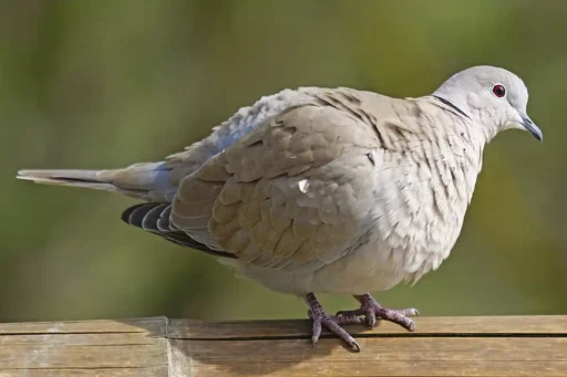 Turtledoves