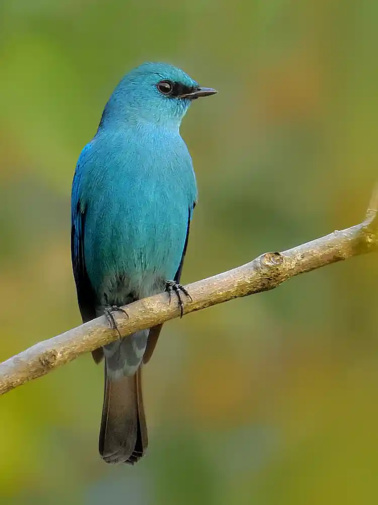 Verditer flycatcher