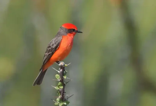 Vermilion flycatcher